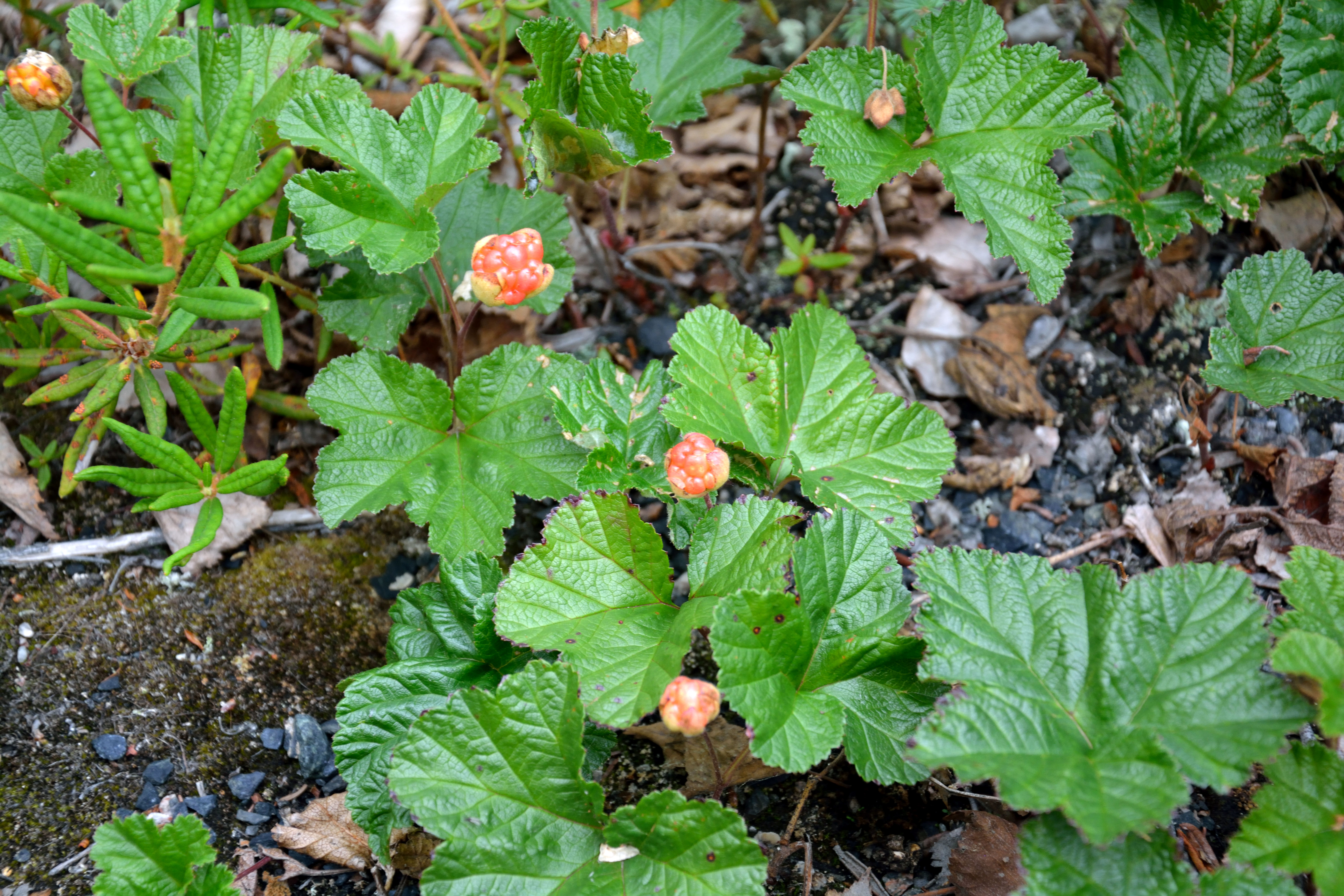 Rubus_chamaemorus_111_PS0009_Paul_Sokolo