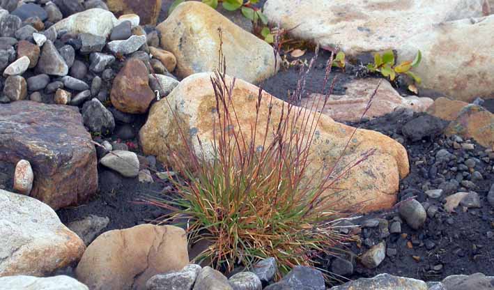 Puccinellia vahliana, Axel Heiberg Island, between McGill High Arctic Research camp and Ermine Camp, 79°25.89'N 90°43.41'W, 8 Aug 2003, L.L. Consaul & K. Faubert 2881 (CAN)