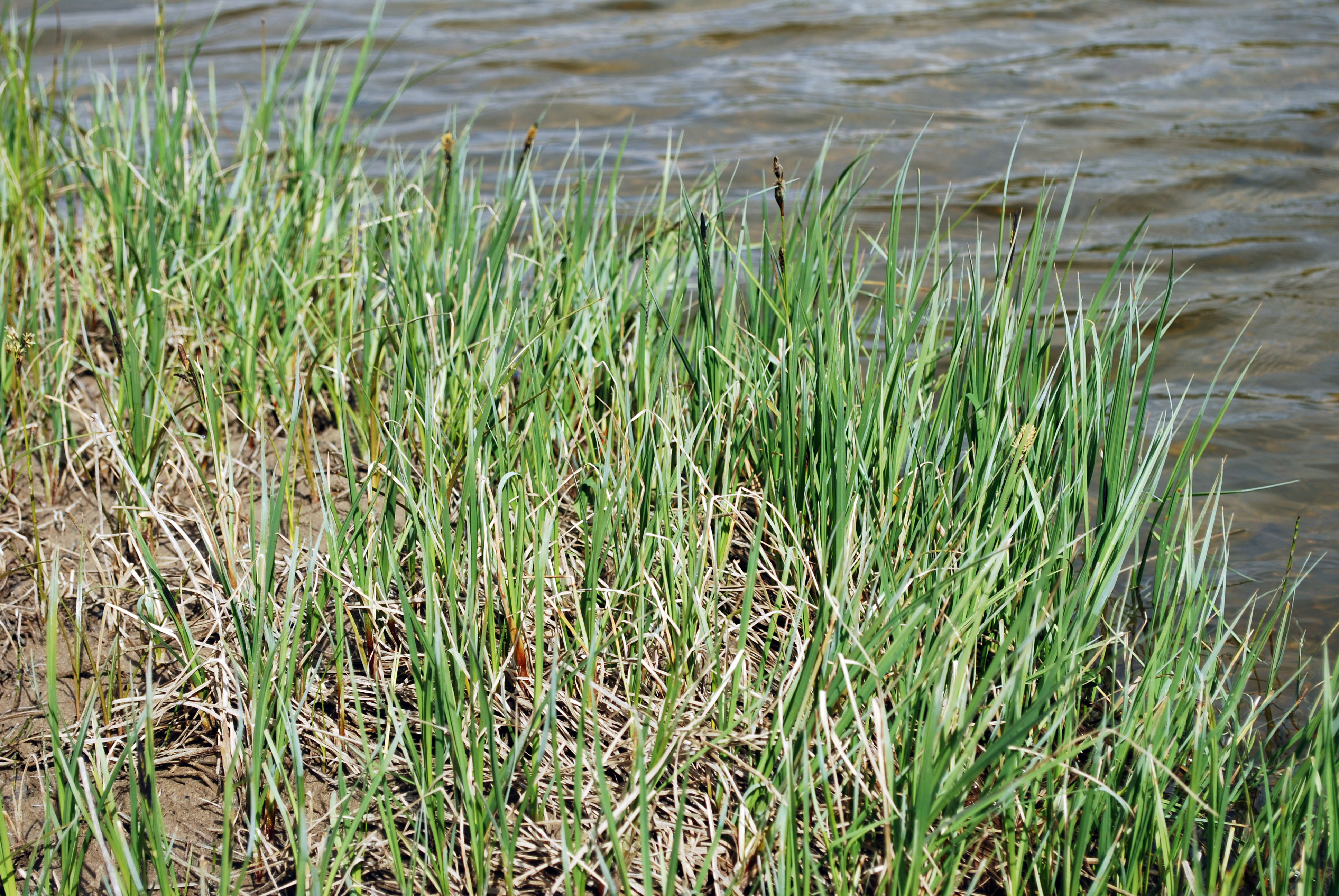 Classification | Arctic Flora of Canada and Alaska