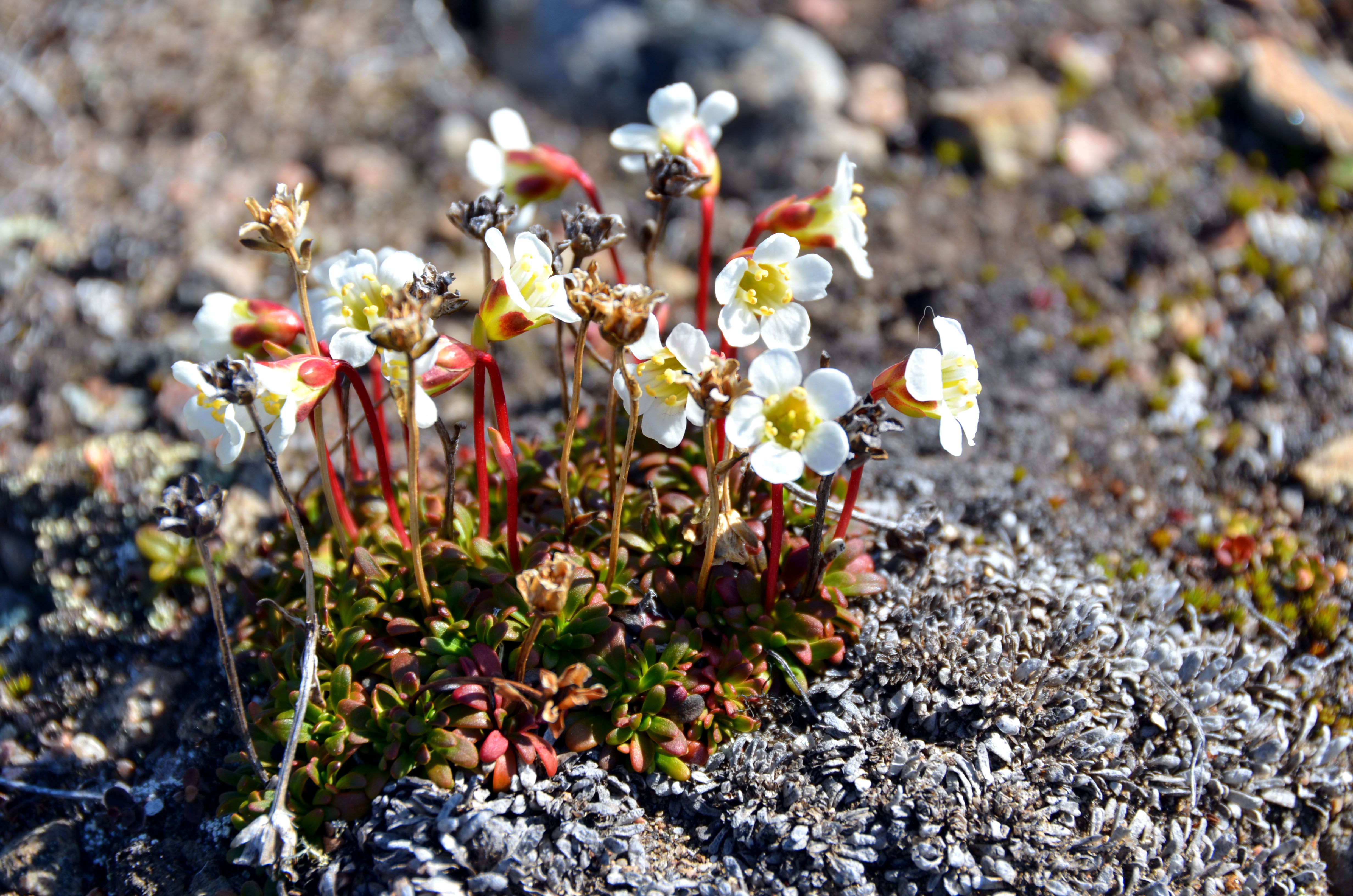 Flowers in antarctica. Диапенсия Лапландская. Диапенсия Арктическая. Колобантус в Антарктиде.