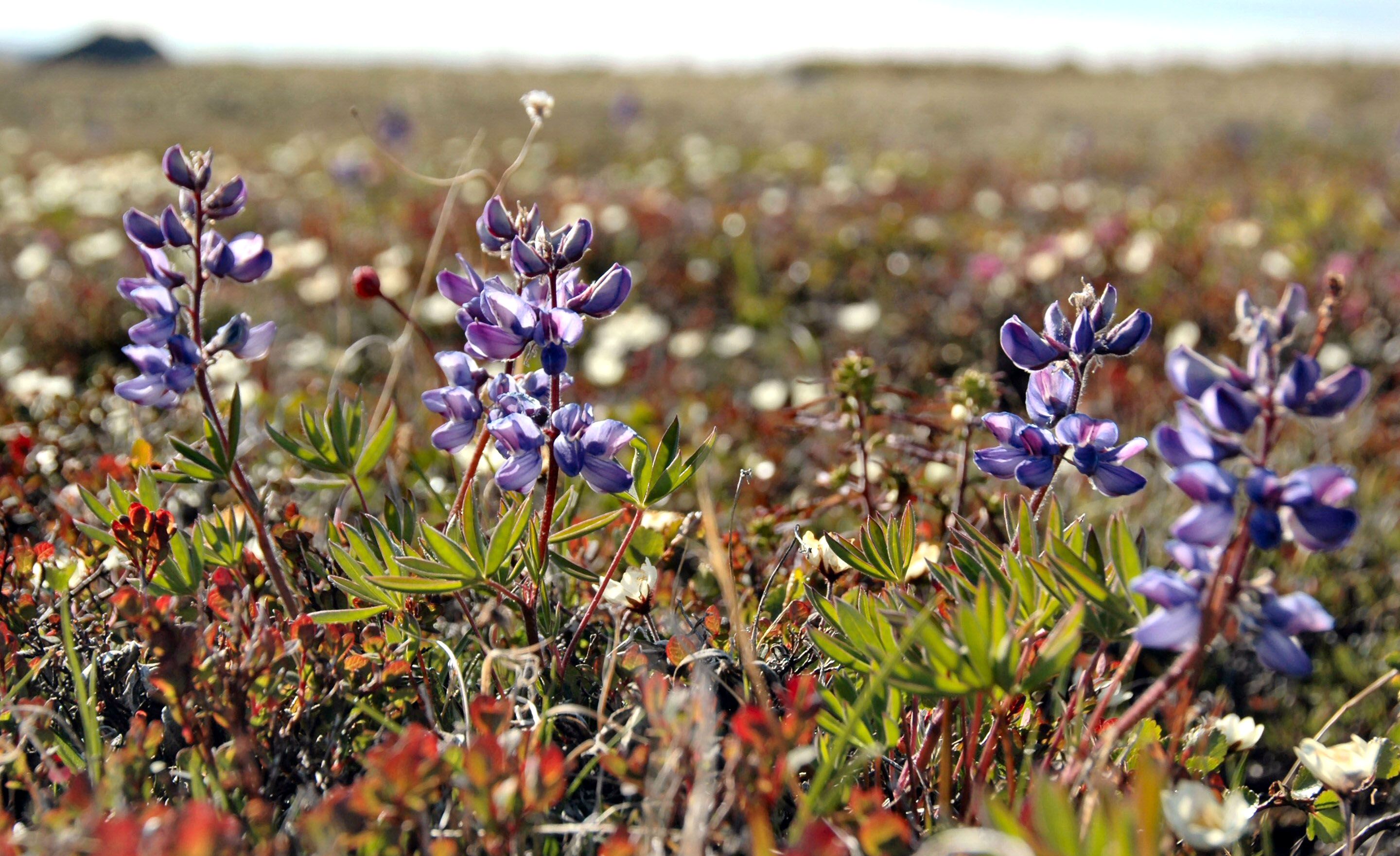 Какое растение не живет в арктической пустыне. Lupinus arcticus. Звездчатка арктических пустынь.