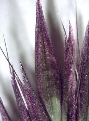 Calamagrostis purpurascens ssp. purpurascens