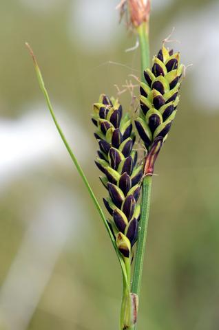 Carex bigelowii ssp. bigelowii