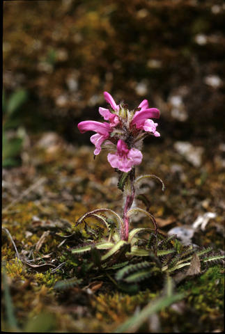 Pedicularis hirsuta