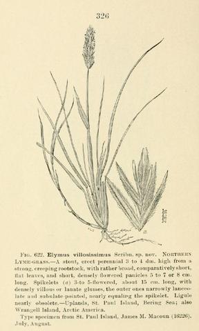Leymus mollis ssp. villosissimus Illustration