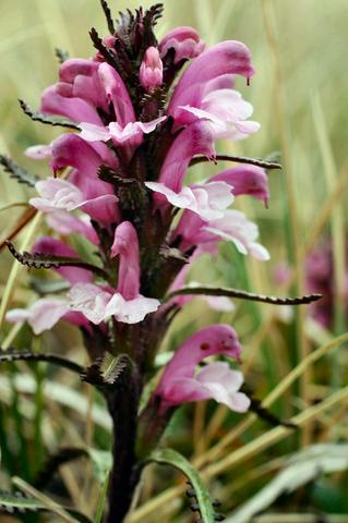 Pedicularis langsdorffii subsp. arctica